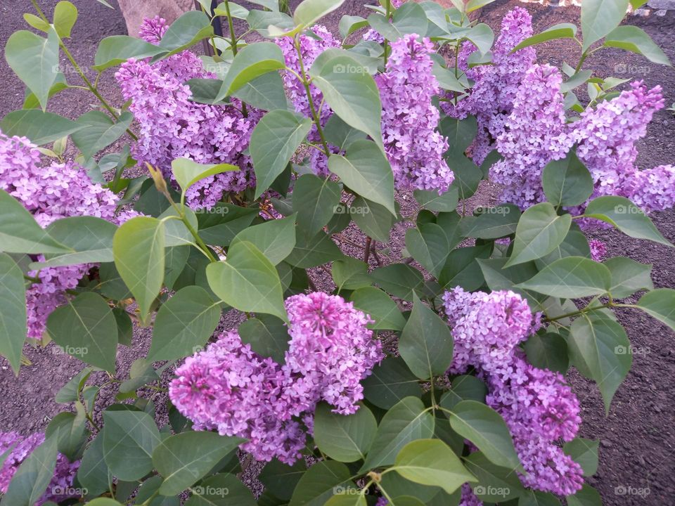 Lilac spring paradise