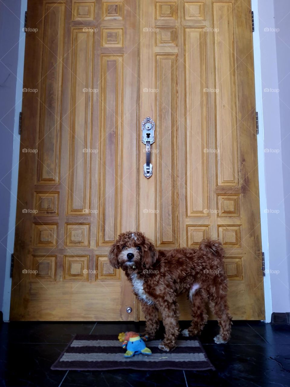 Doggie at the wooden door step