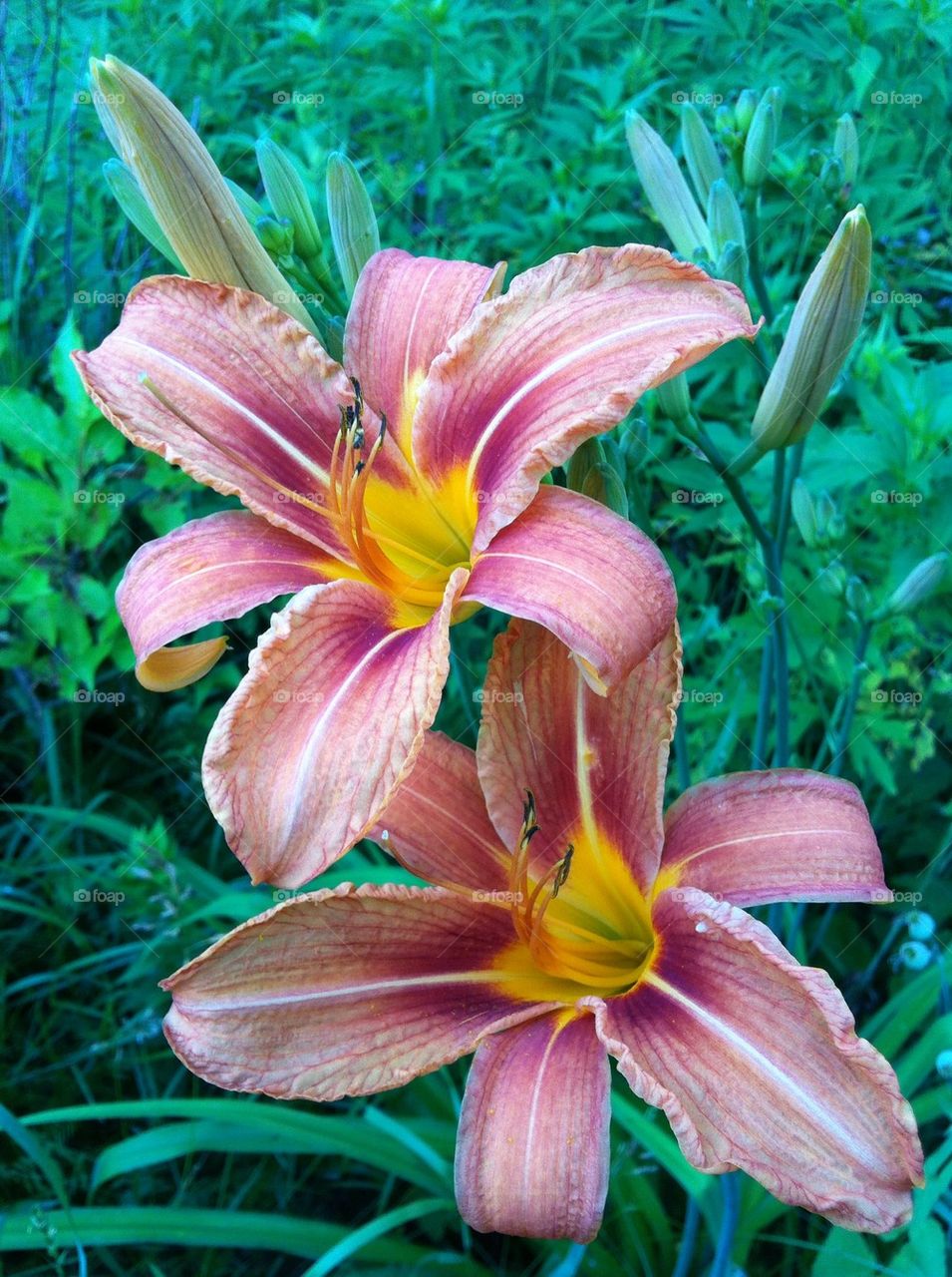 Orange Lilies