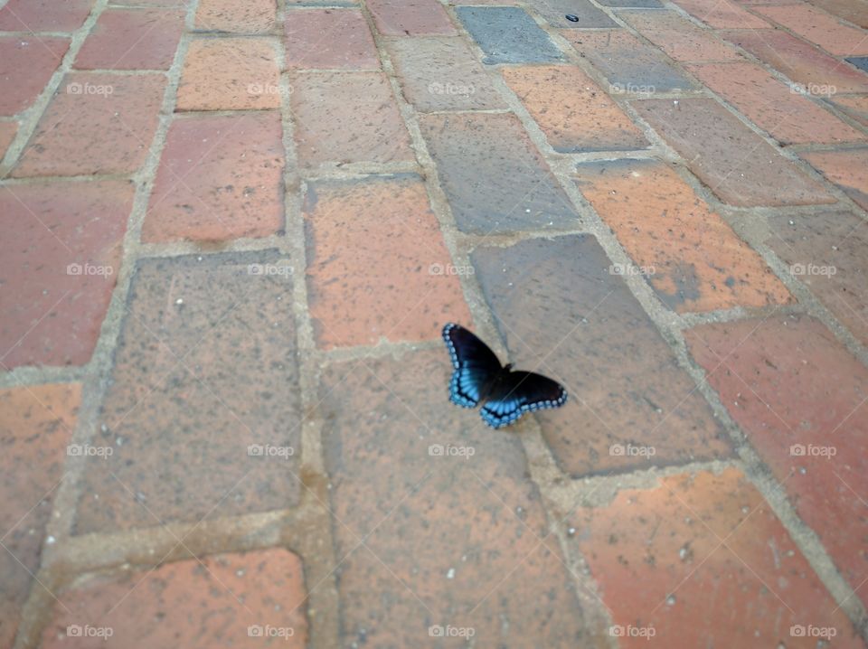 Blue Brick Butterfly