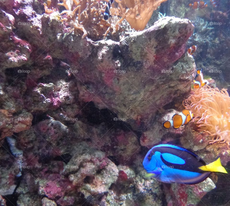 coral reef, blue tang and clown fish