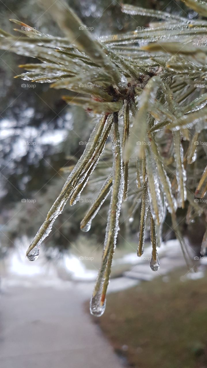 After the Polar Vortex, the branches have icicles formed at their edges which look beautiful!