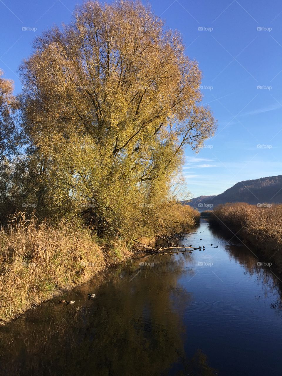 Autumn day at Lake Constance - sunny atmosphere and warm colors