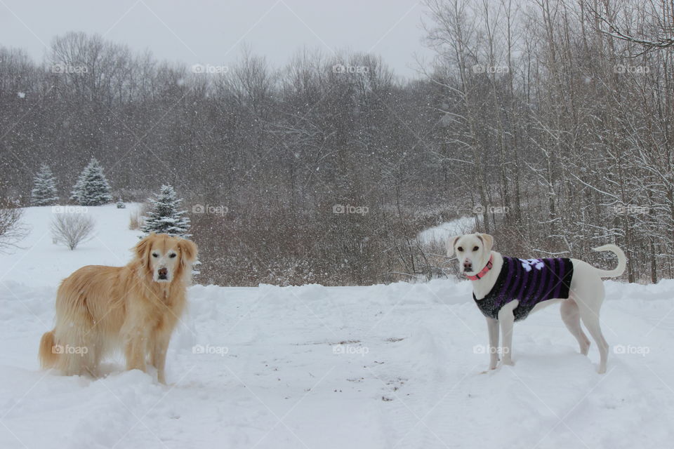 Snow Day in Michigan