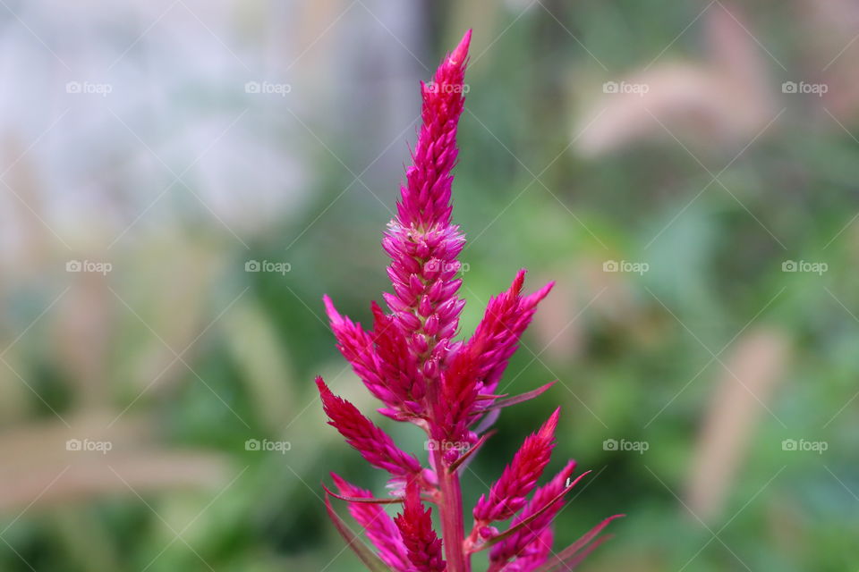 Young Celosia argentea