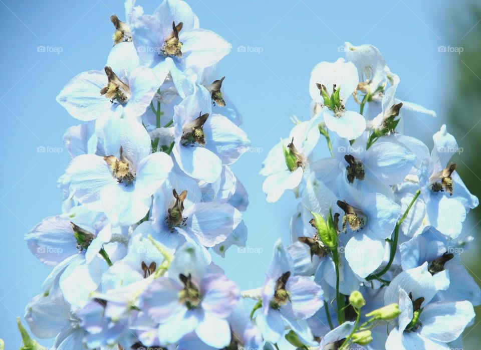 blue flowers on blue