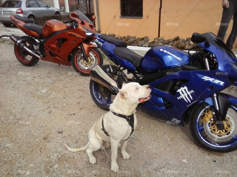 Dogo argentino and bikes