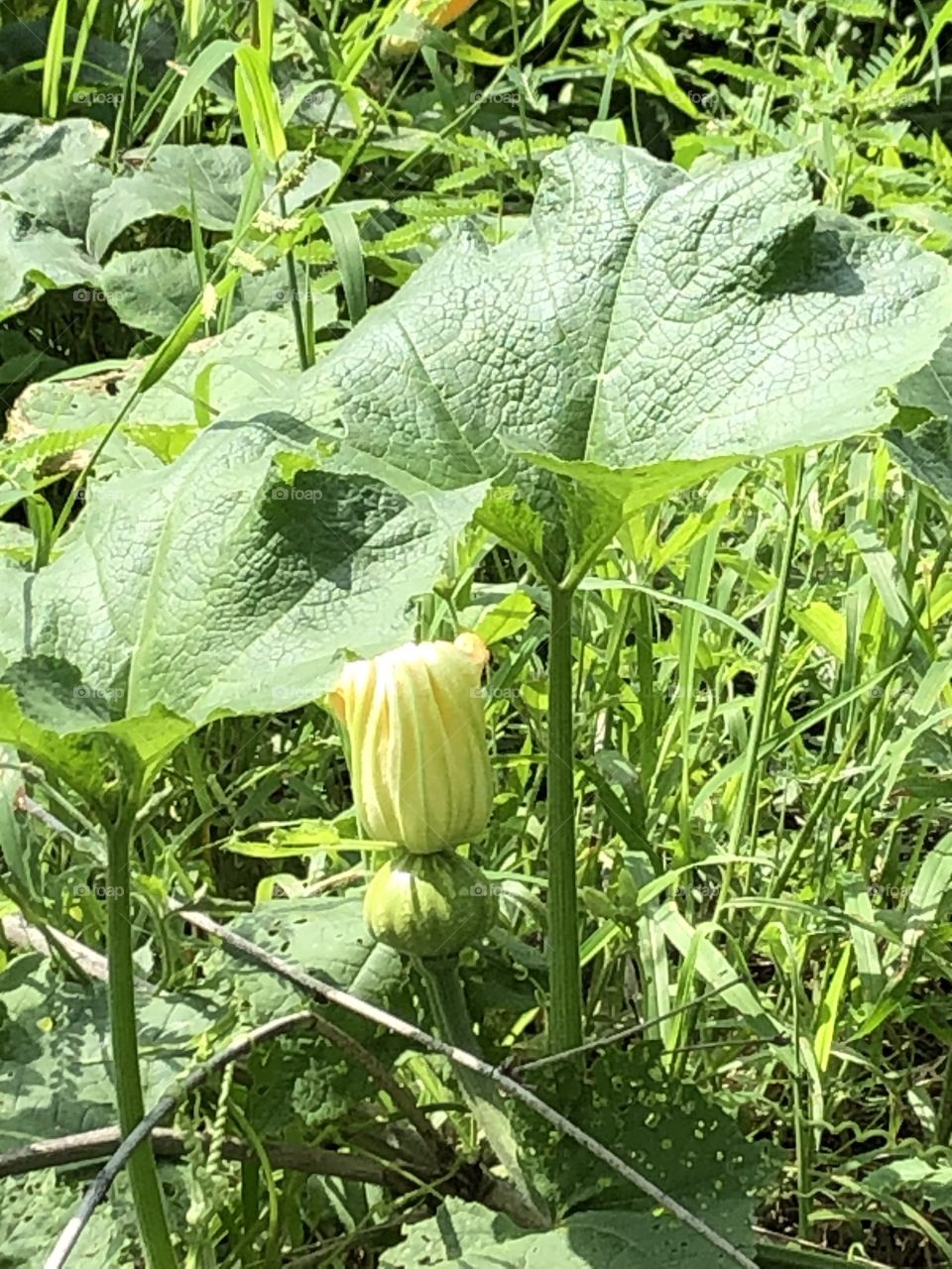 Plants around us, my garden ( Countryside)