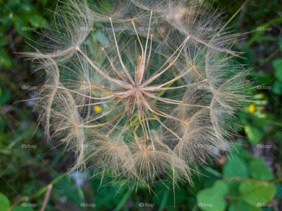 Tragopogon pratensis is a species of biennial herbaceous plant. Seeds.