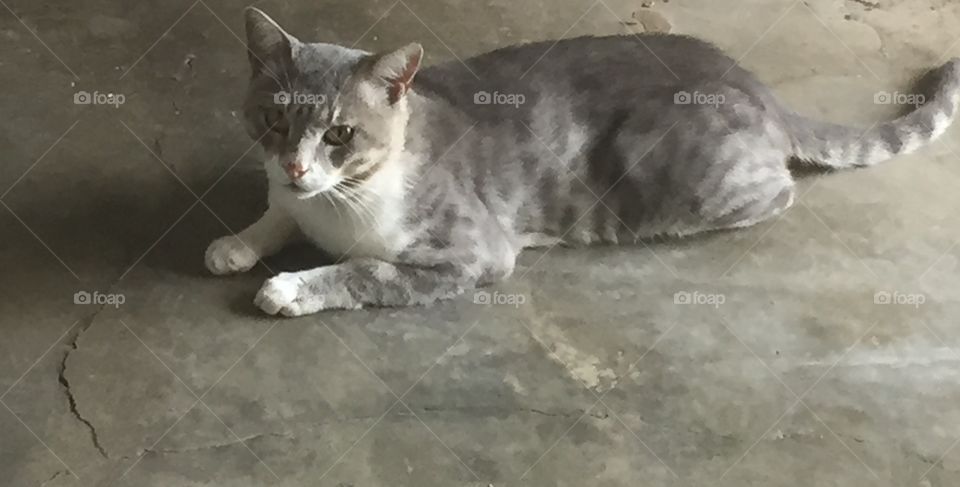 Grey cat 
