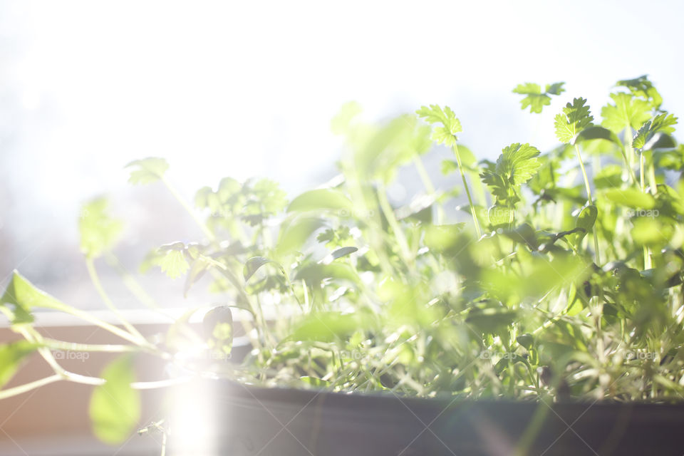 Coriander plant