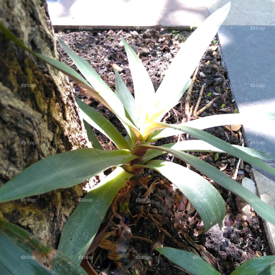 Green plant on the yard