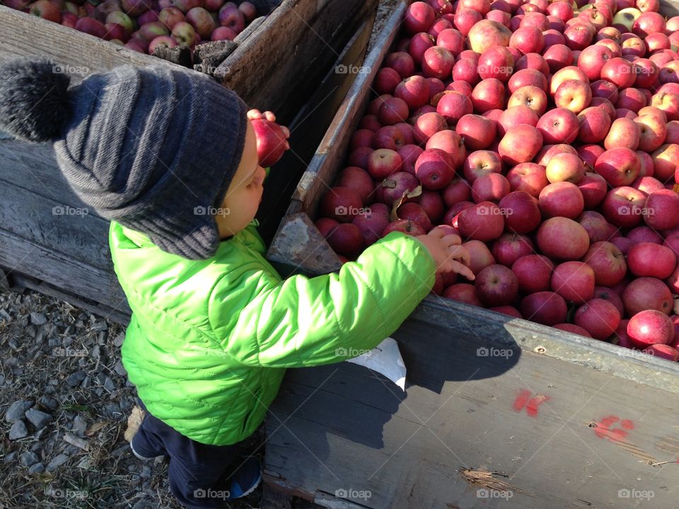 Picking Out Apples