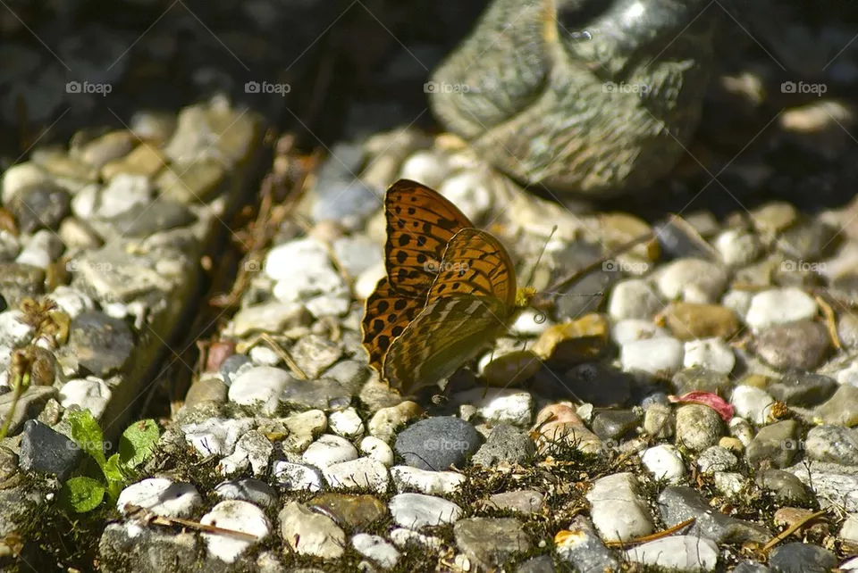 Butterfly