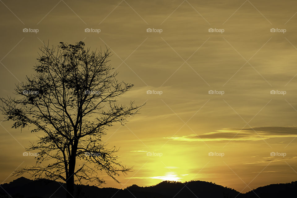 The morning sun light behind the mountains and the tree.