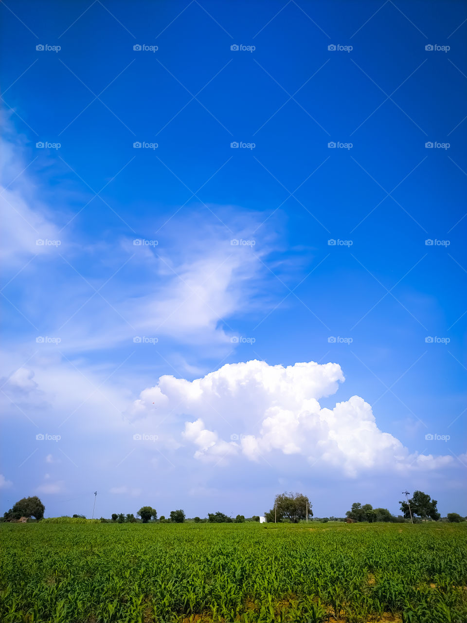 Field and blue sky with white clouds, Rajasthan India