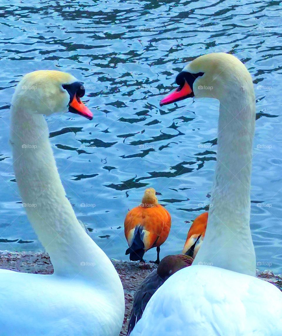 Spring. Time of love. Two white swans look at each other.  Swans' necks resemble a heart