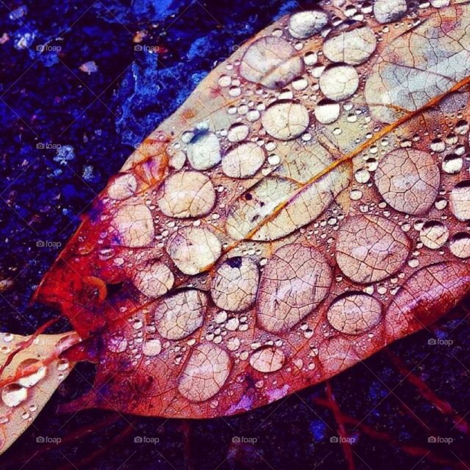 Dew on a fallen leaf