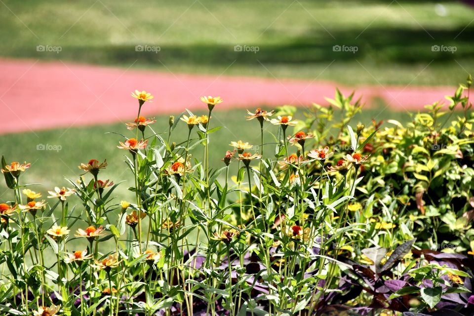 yellow flowers 