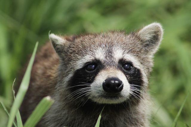 Baby raccoon 