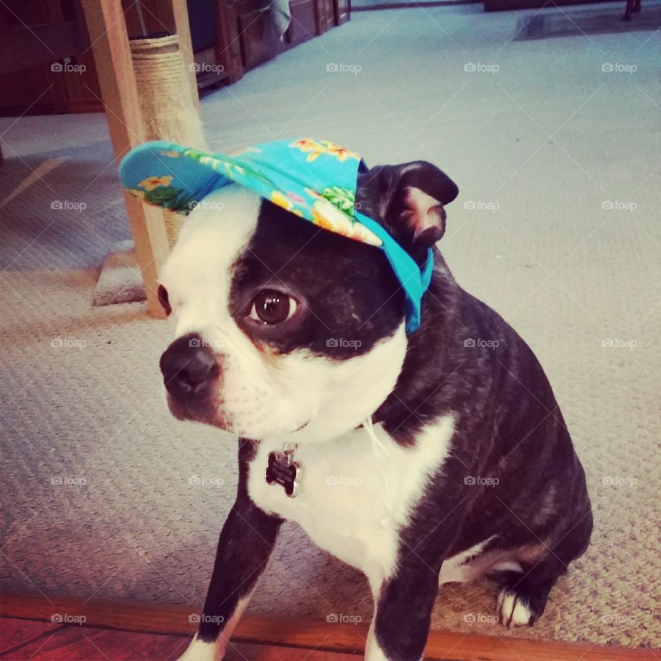 Boston Terrier in hat
