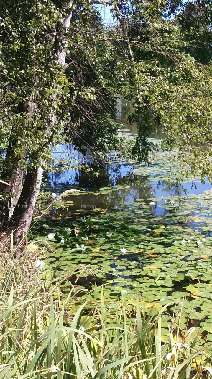 Lily pads..... beautiful treee.... and a beautiful lake.