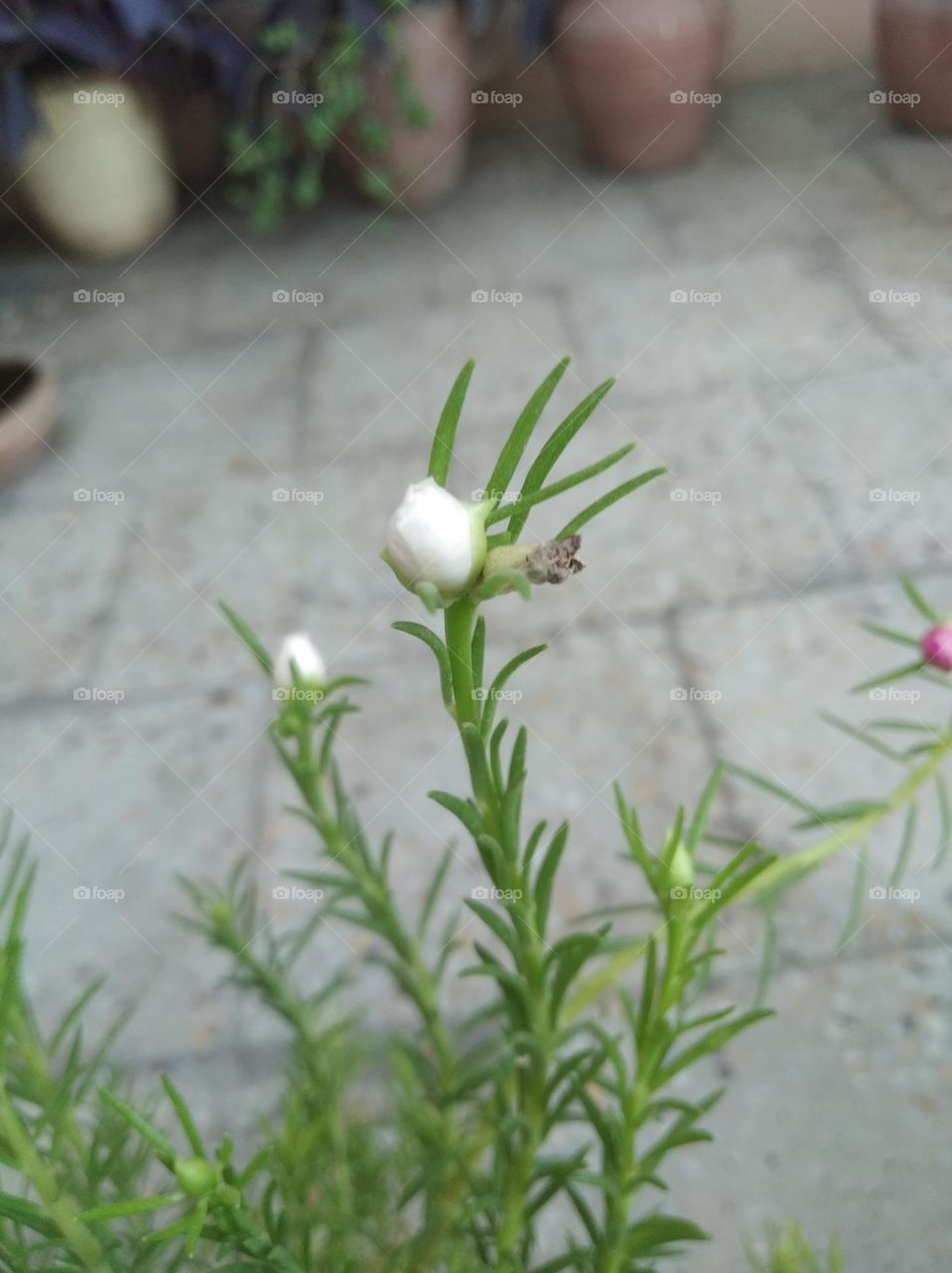 white flower looks very beautiful generally found everywhere seasonal fresh shurb