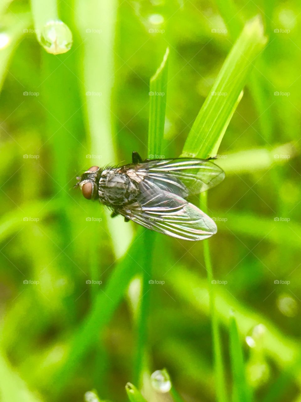 High angle view of insect