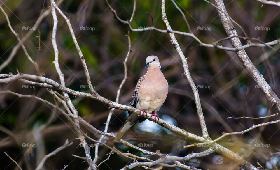 Spotted dove (Spilopelia chinensis) from Chennai, India