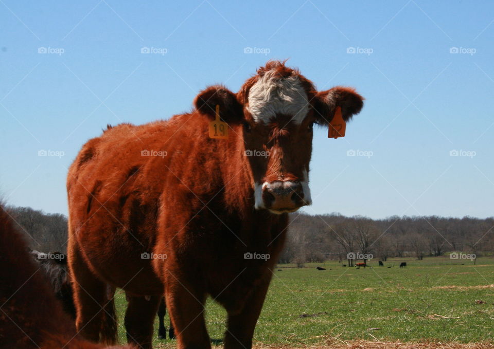 In the Farm