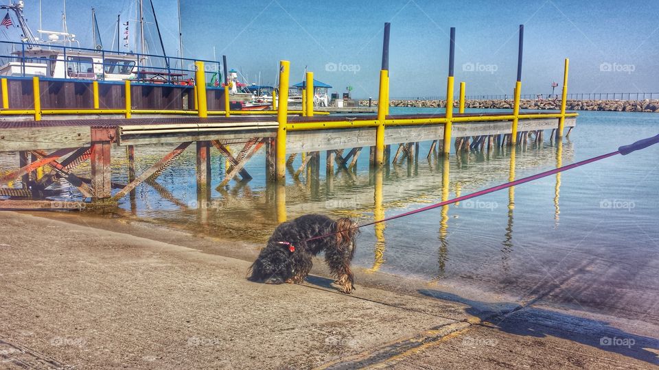 Dog at Boat Ramp