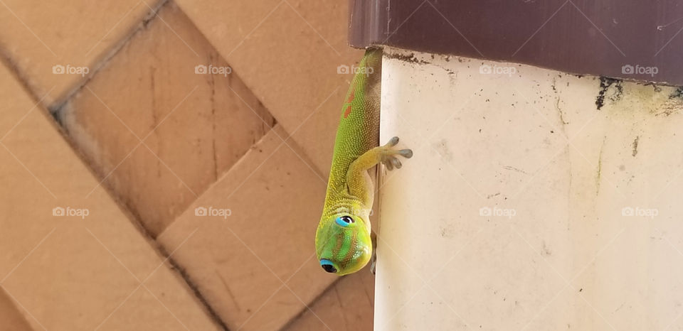Gecko 