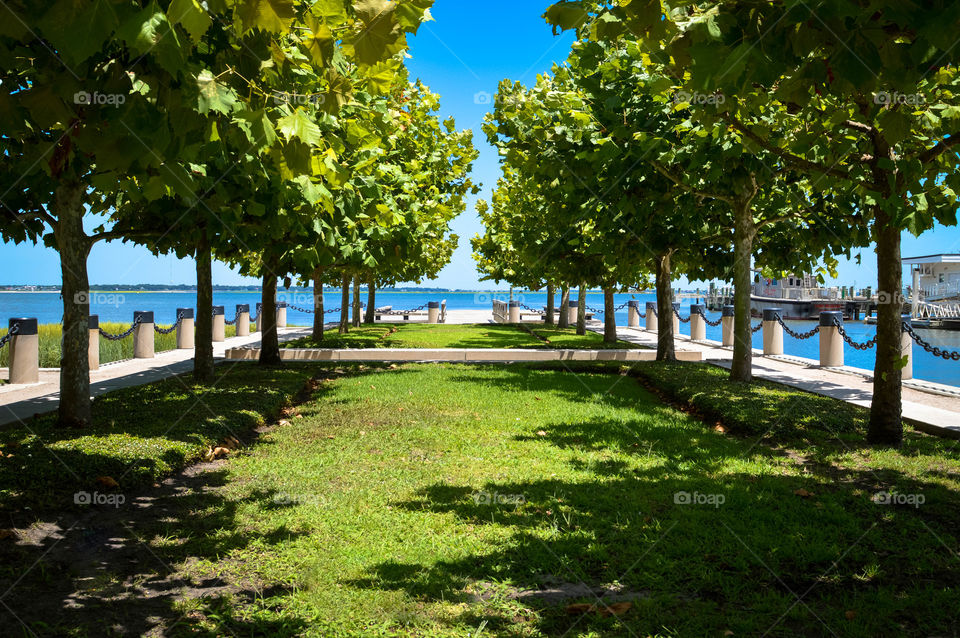 Row of trees to the waterfront on a sunny summer day in Charleston, South Carolina