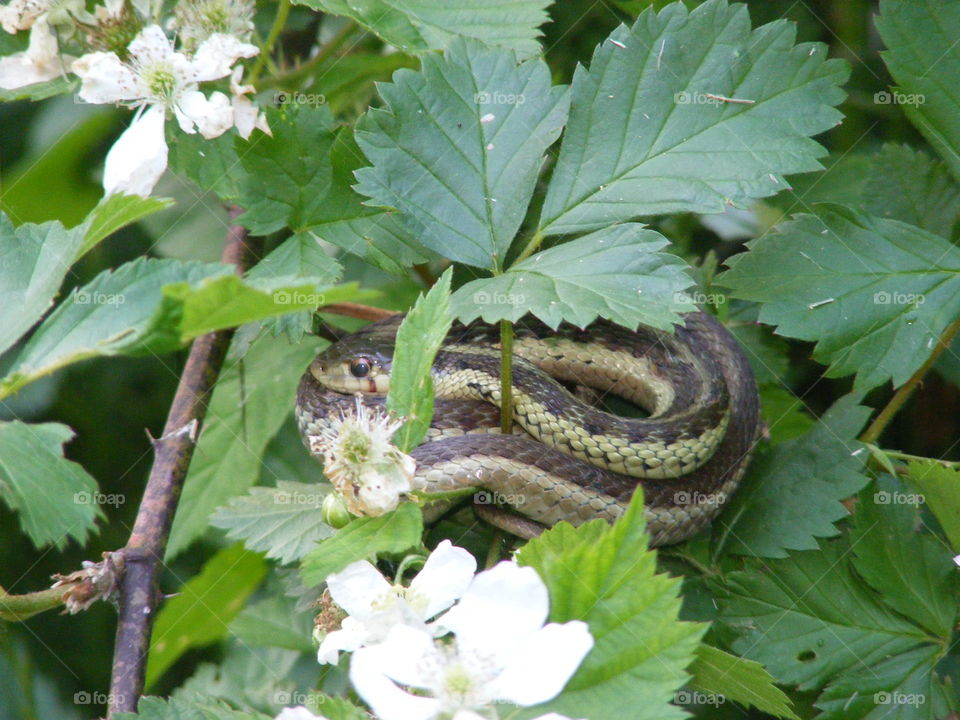 Garter snake