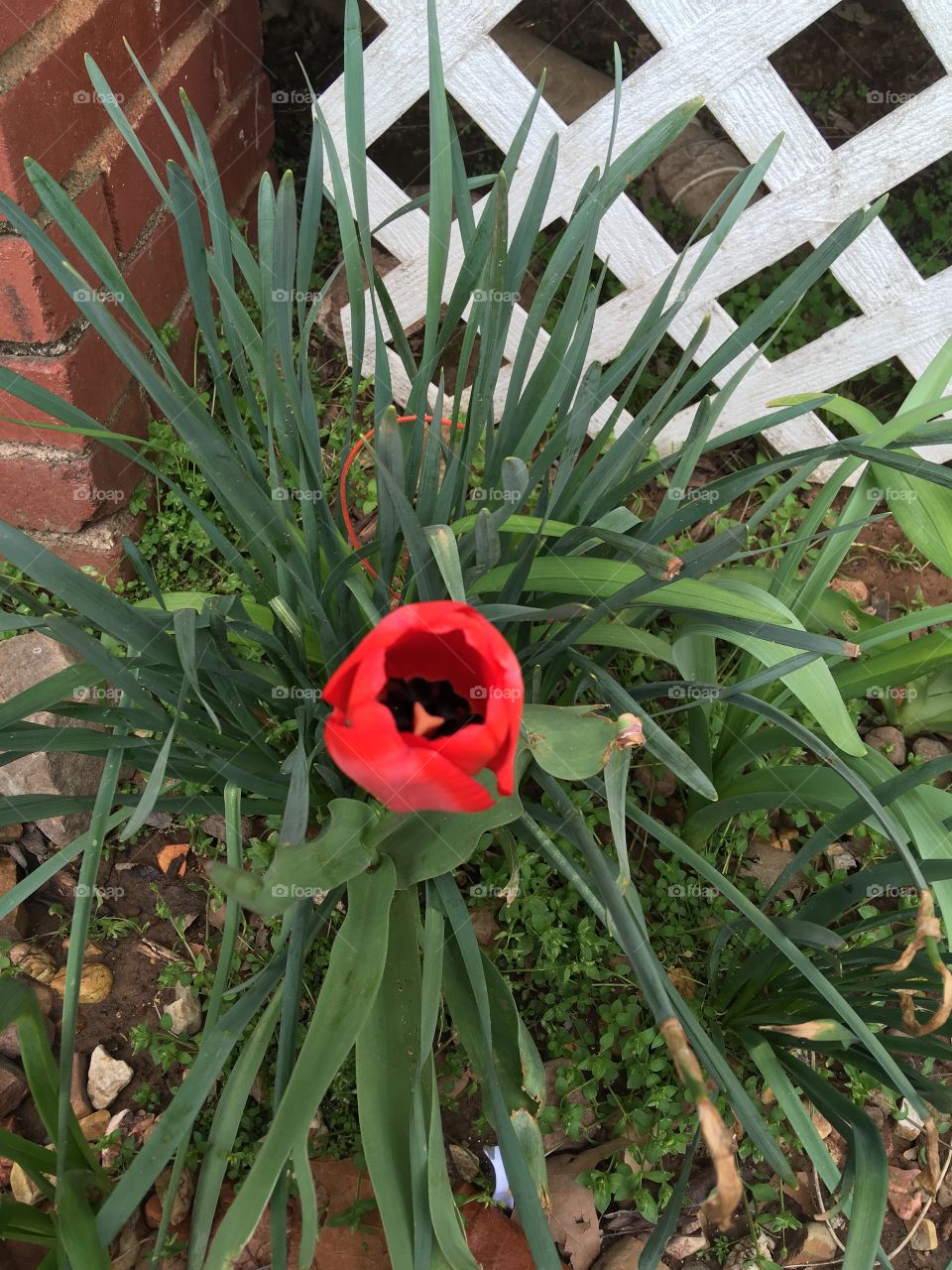 1st tulip so love spring! Bring on the flowers!! Bright red happy flower luscious green leaves.
