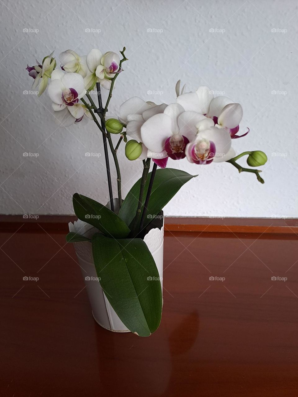 Orquidea