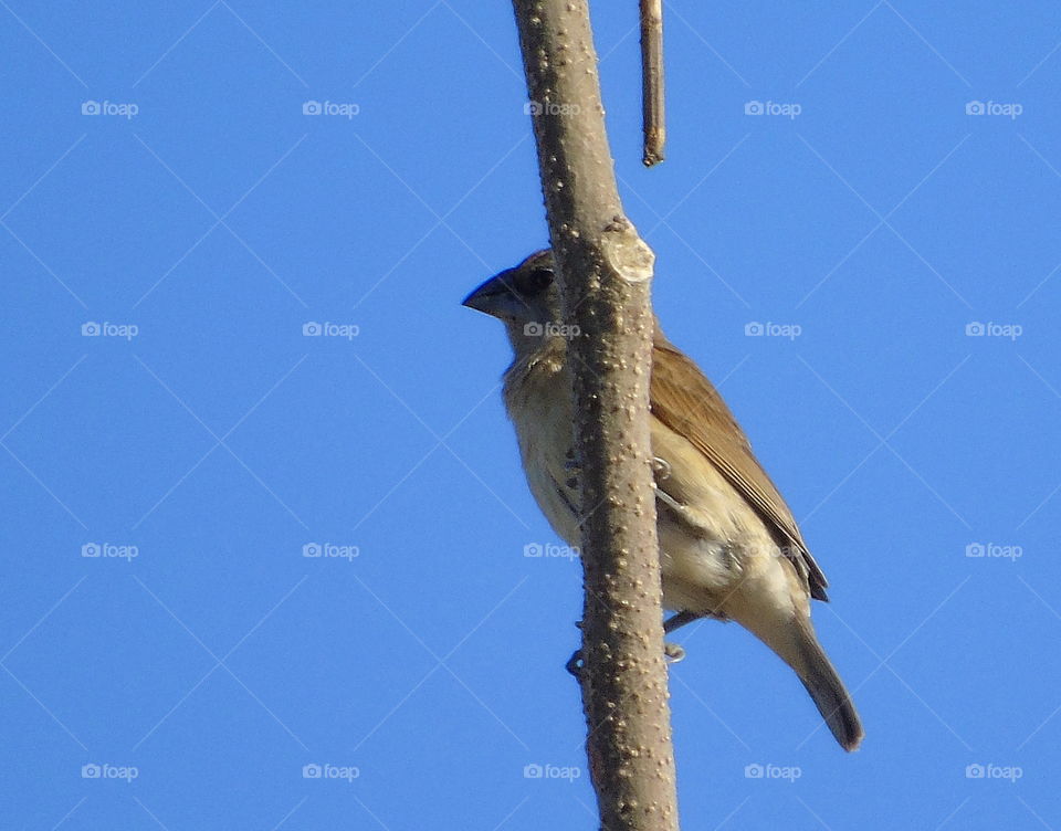 Jouvenil. A young bird of munia to the colour of brown, and camufladged with the skin of wood. Great looking habitat interest at the field of dryng savanna, low land , metres from the sea level above.