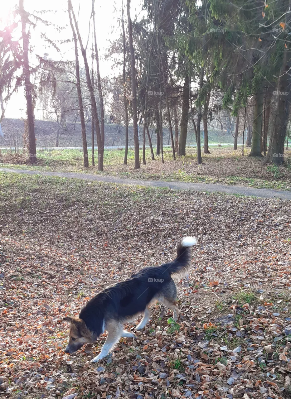 dog