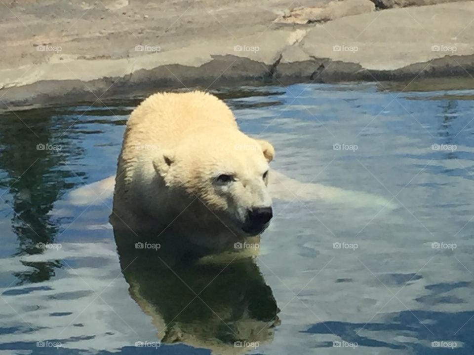 Polar Bear 