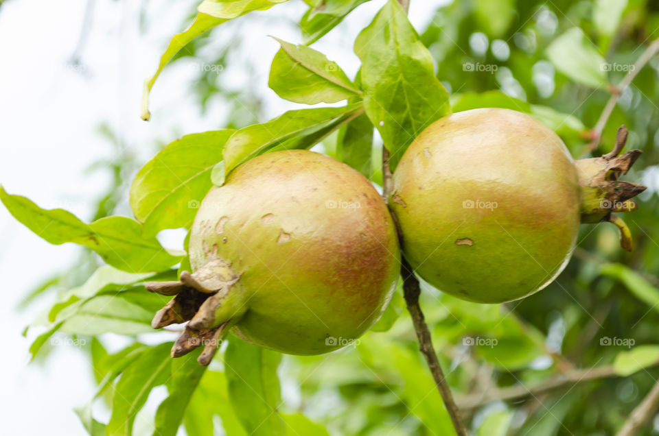 Two Pomegranates On Tree