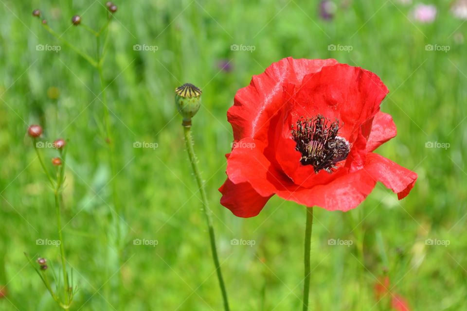 Wild Poppy