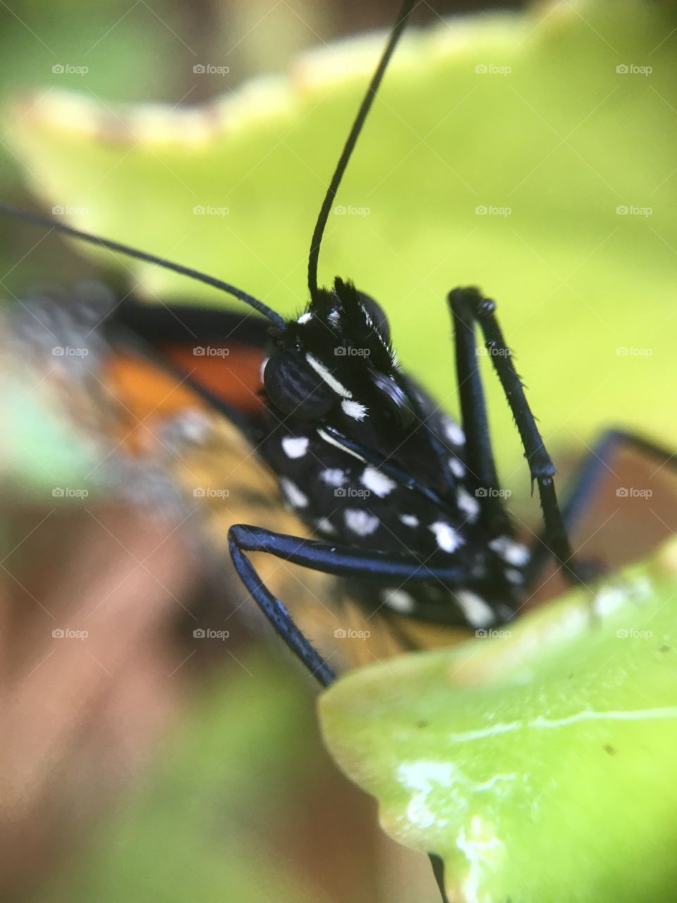 Monarch butterfly up close