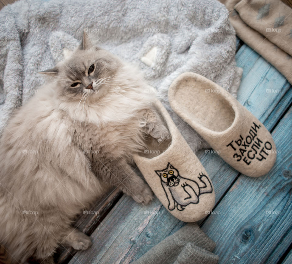 Wool sleepers and warm wear with Siberian cat on wooden blue floor