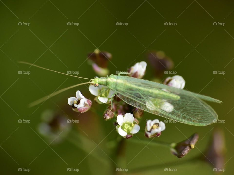 Lacewing sitting on wild plant