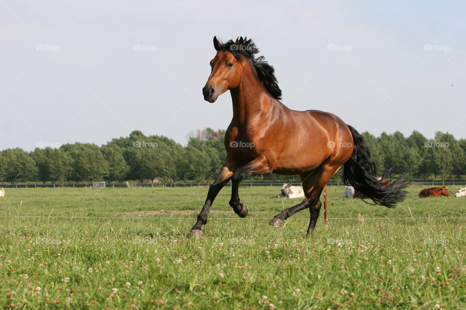 Horse galloping on farm