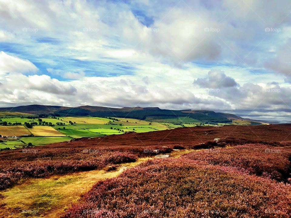 Summer nature walk over Northumbrian moors with colourful fields and heather. 