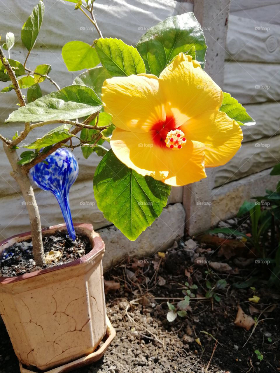 Yellow flowers