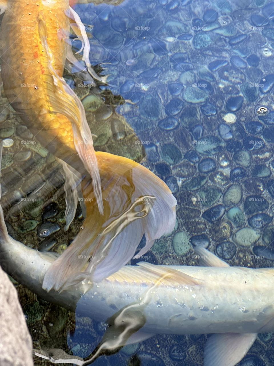 Contemplating a gold koi and a white koi in a shallow fishpond with a blue pebbled bottom with reflections of the sky on the surface of the water