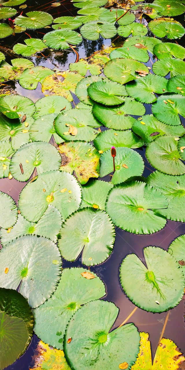 lotus leaf's background