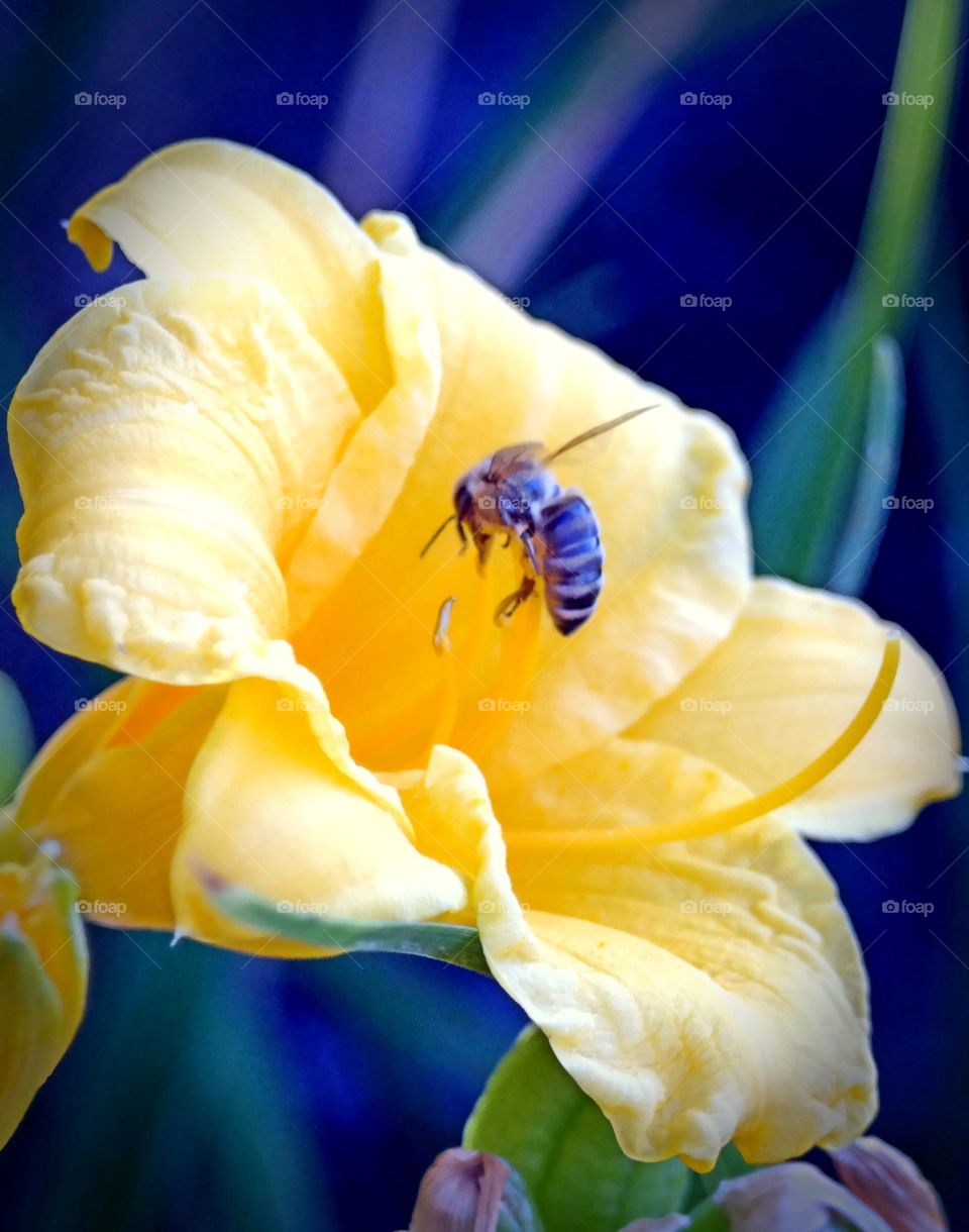 Lilly and Honey Bee